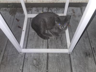 No Name - Domestic - Gallery Photo #1