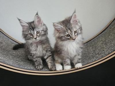 Kittens Maine Coon - Maine Coon - Gallery Photo #1
