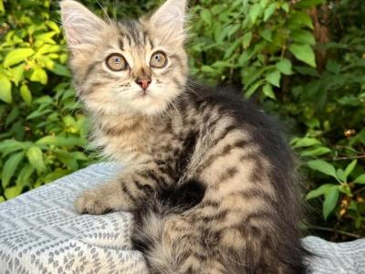 Reika D Litter Black - Siberian - Gallery Photo #1