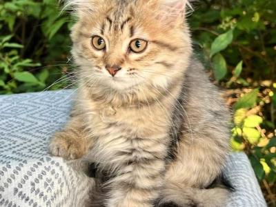 Reika D Litter Grey - Siberian - Gallery Photo #1