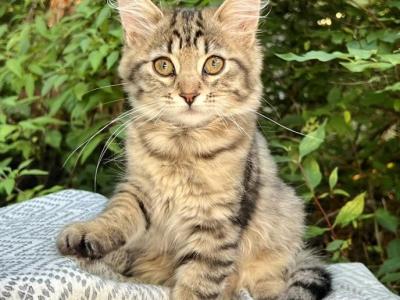 Reika D Litter Orange - Siberian - Gallery Photo #1