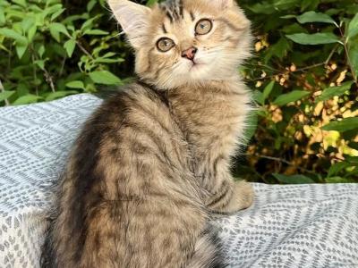 Reika D Litter Red - Siberian - Gallery Photo #1