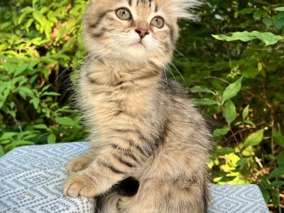 Reika D Litter Yellow - Siberian - Gallery Photo #1