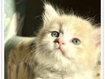 Butterball Dollface Persian - Persian - Gallery Photo #1