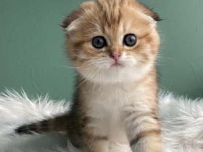 Gretta Ny22 - Scottish Fold - Gallery Photo #1