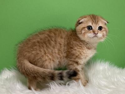 Litter C - Scottish Fold - Gallery Photo #1