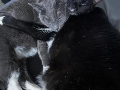 Ghost & Darkness - Domestic - Gallery Photo #1