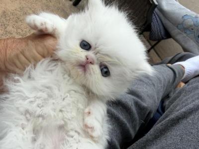Persian Litter - Persian - Gallery Photo #1