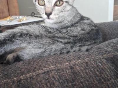 Bella - Egyptian Mau - Gallery Photo #1