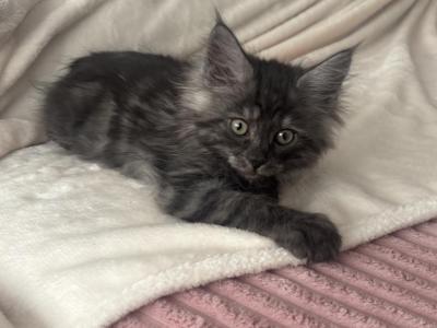 Maine Coon - Maine Coon - Gallery Photo #1