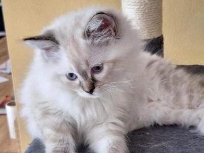 Nancy's Boy - Ragdoll - Gallery Photo #1