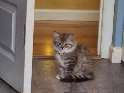 Nancys Girl - Ragdoll - Gallery Photo #1