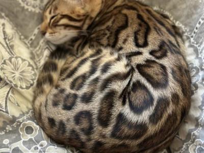 Bengal Kittens - Bengal - Gallery Photo #1