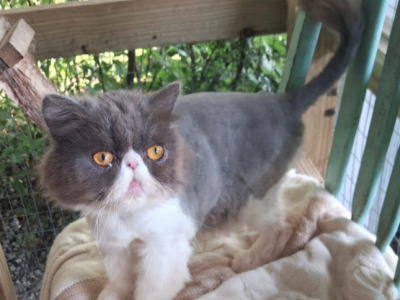Cfa Blue Bicolor Female Persian - Persian - Gallery Photo #1