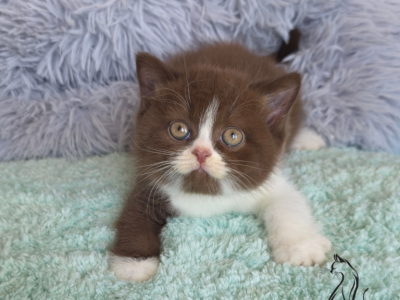 Fudge - British Shorthair - Gallery Photo #1