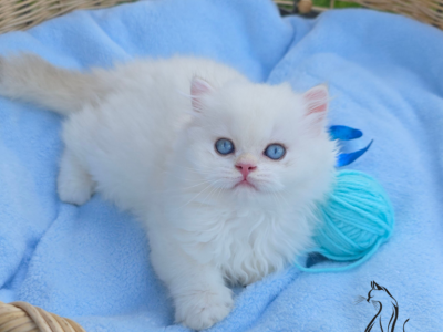 Emilia - British Shorthair - Gallery Photo #1