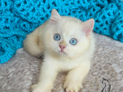 Dallas - British Shorthair - Gallery Photo #1
