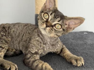Gorgeous Curly Black Tabby - Devon Rex - Gallery Photo #1