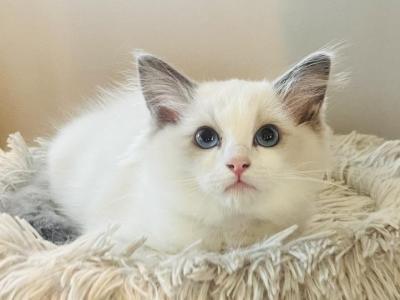 Major & Colonel - Ragdoll - Gallery Photo #1