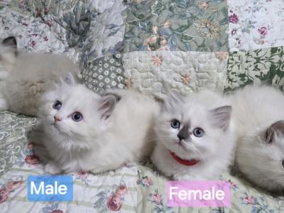 Ragdolls - Ragdoll - Gallery Photo #1