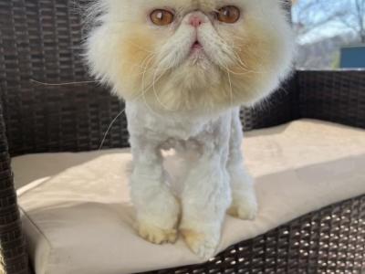 Bugatti - Persian - Gallery Photo #1
