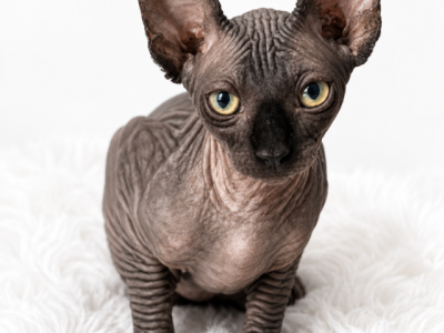 Piccolo - Sphynx - Gallery Photo #1