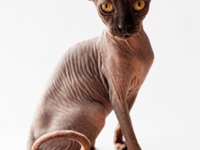 Broly - Sphynx - Gallery Photo #1