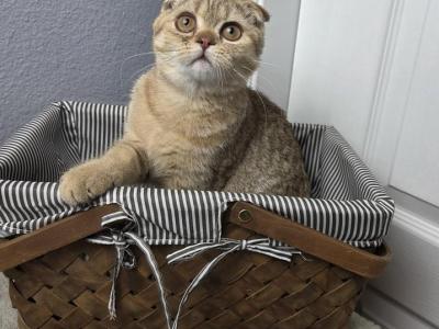 Luna - Scottish Fold - Gallery Photo #1