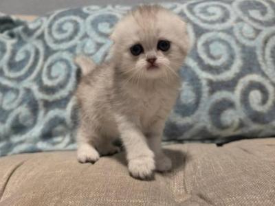 Maik - Scottish Fold - Gallery Photo #1
