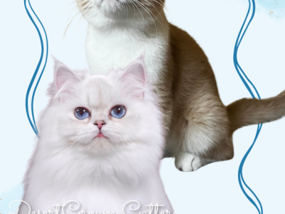 British Shorthair & Longhair Due For Christmas - British Shorthair - Gallery Photo #1