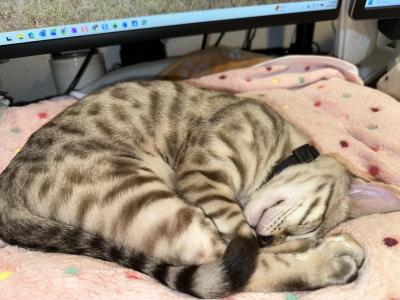 Drew Black Collar - Bengal - Gallery Photo #1