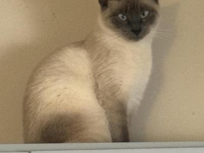 Nala - Siamese - Gallery Photo #1