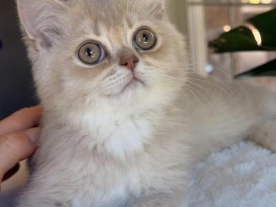 British Male Kittens - Domestic - Gallery Photo #1