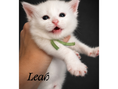 Leah - Maine Coon - Gallery Photo #1