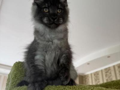 Black Smoke Maine Coon Boy - Maine Coon - Gallery Photo #1