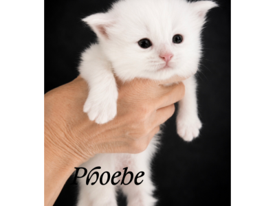 Phoebe - Maine Coon - Gallery Photo #1