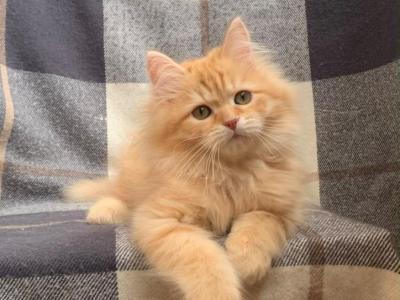 Nikola - Siberian - Gallery Photo #1
