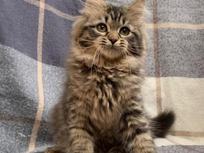 Nina - Siberian - Gallery Photo #1