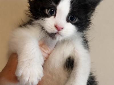 Sammy - Maine Coon - Gallery Photo #1