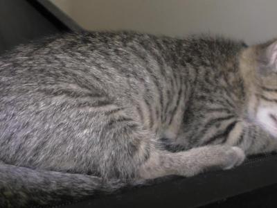 Ellington - Domestic - Gallery Photo #1