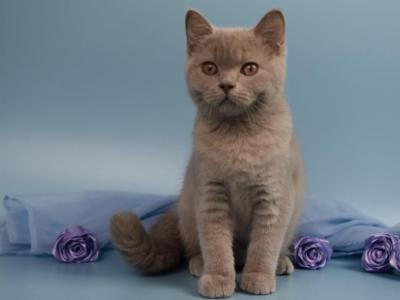 Yaguar - British Shorthair - Gallery Photo #1