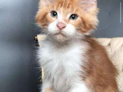 Zahar - Maine Coon - Gallery Photo #1