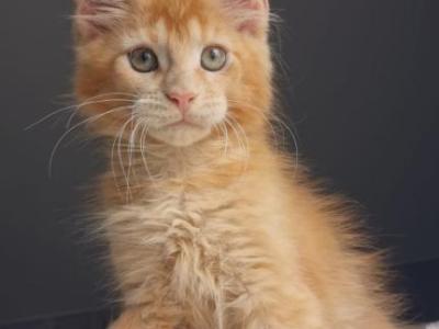 Princ - Maine Coon - Gallery Photo #1