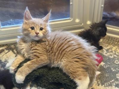 Thomas - Maine Coon - Gallery Photo #1