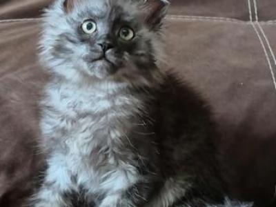 Celesta - Maine Coon - Gallery Photo #1