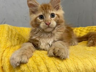 Mark Polydactyl - Maine Coon - Gallery Photo #1
