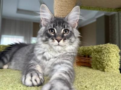 Cappucino - Maine Coon - Gallery Photo #1