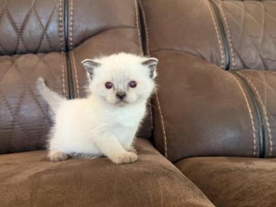 Cocoa Puff - Siamese - Gallery Photo #1
