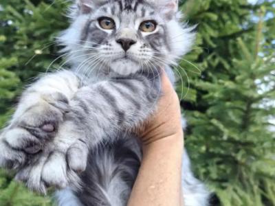 Silver Maine Coon Kitten - Maine Coon - Gallery Photo #1