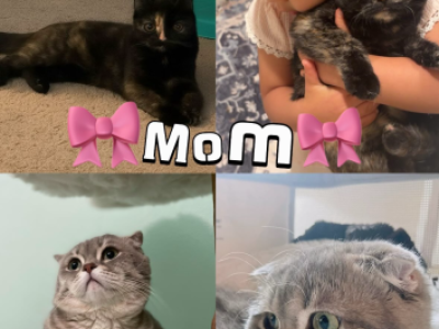 Minninmon Fall Litter - Scottish Fold - Gallery Photo #1